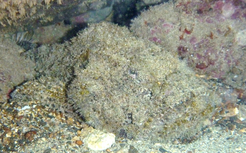 Devil Scorpionfish - Scorpaenopsis diabolus cuvier