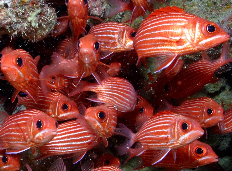 Hawaiian squirrelfish - Sargocentron xantherythrum