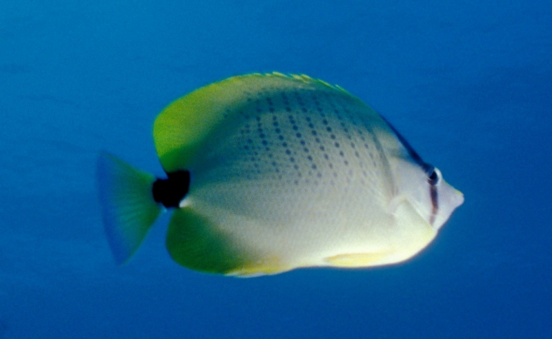 Millesteed Butterfly Fish - Chaetodon miliaris