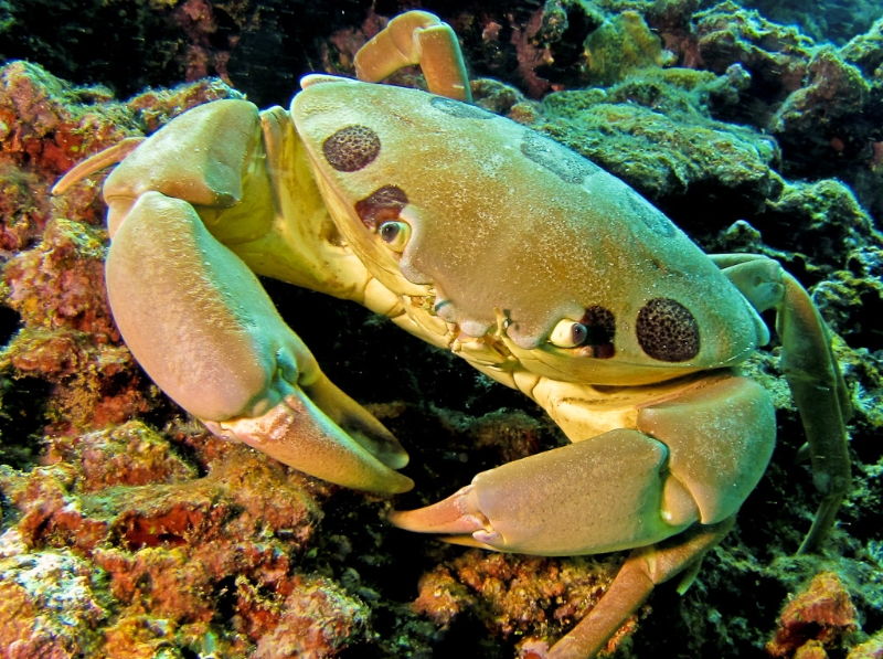 Reef Crab - Carpilius maculatus