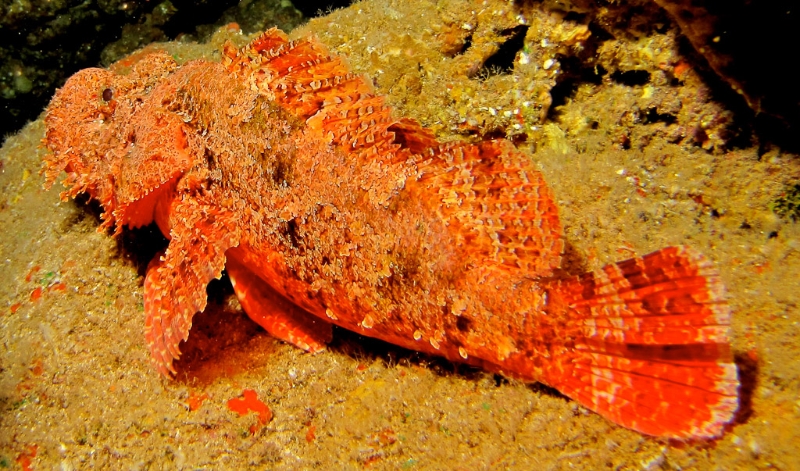 Scorpionfish - Scorpaenopsis sp