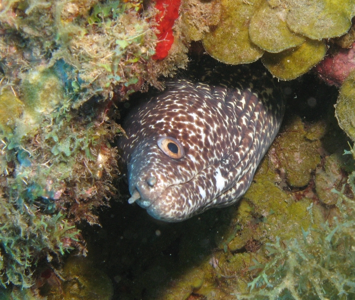 Stout Moray Eel - Gymnothorax eurostus