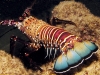 Banded Spiny Lobster - Panulirus marginatus