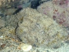 Devil Scorpionfish - Scorpaenopsis diabolus cuvier
