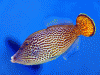 Fantailed Filefish - Pervagor spilosoma