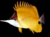 Forcepsfish - Forcipiger flavissimus