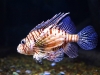 Lionfish - Pterois