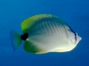Millesteed Butterfly Fish - Chaetodon miliaris