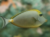 Orange Spine Unicornfish - Naso litulatus