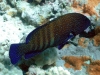 Peacock Grouper - Cephalopholis argus