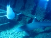 Reef Whitetip Shark - Triaenodon obesus