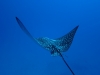Spotted Eagle Ray - Aetobatus narinari