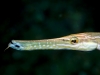 Trumpetfish - Aulostomus chinensis