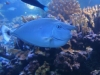 Whitemargin Unicornfish - Naso annulatus
