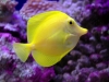 Yellow Tang - Zebrasoma flavescens