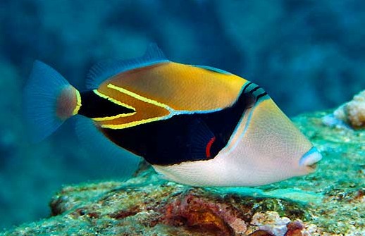 Reef Triggerfish - Rhinecanthus rectangulus