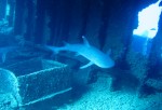 Sea Tiger Scuba Dive Site Oahu Hawaii