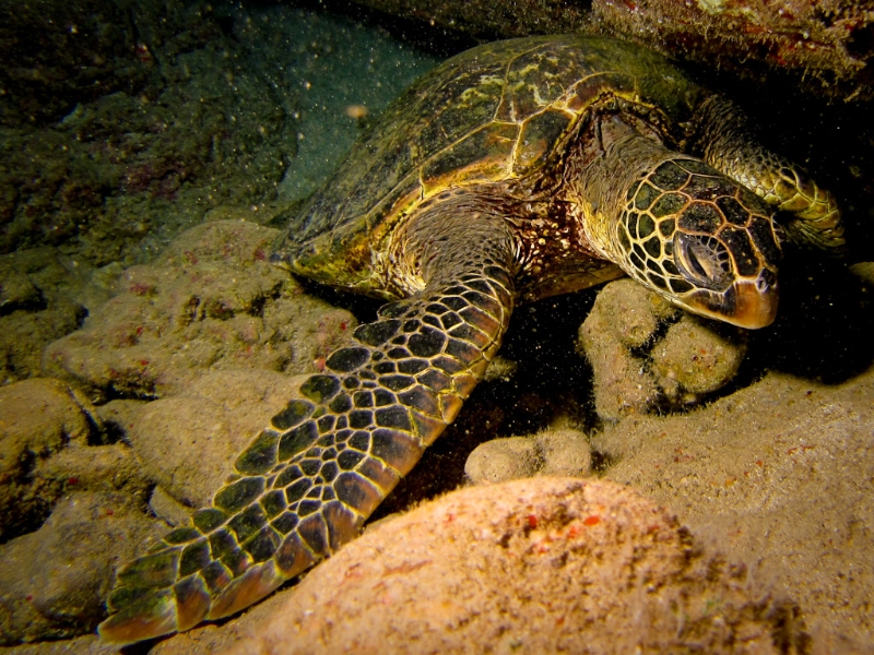 Sea Turtle - Chelonia mydas