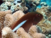 Arc-Eye Hawkfish - Parachirrhites arcatus