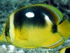 Fourspot Butterflyfish - Chaetodon quadrimaculatus