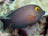 Goldring Surgeonfish - Ctenochaetus strigosus