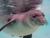 Hawaiian Monk Seal -Monachus schauinslandi