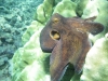 Octopus - Cephalopod mollusc
