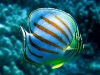 Ornate Butterflyfish - Chaetodon ornatissimus