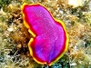 Polyclad Flatworm - Pseudoceros ferrugineus