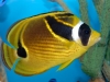 Raccoon Butterflyfish - Chaetodon lunula