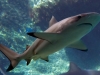 Reef Blacktip Shark - Carcharhinus malanopterus