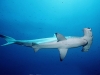 Scalloped Hammerhead -Sphyrna lewini