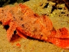 Scorpionfish - Scorpaenopsis sp