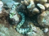 Snowflake Moray - Echidna nebulosa