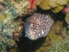 Stout Moray Eel - Gymnothorax eurostus