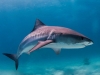 Tiger Shark - Galeocerdo cuvier