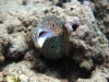 Whitemouth Moray - Gymnothorax meleagris