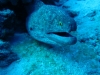 Yellowmargin Moray - Gymnothorax flavimarginatus